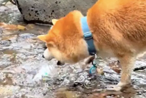 Chai can use a bottle to fetch water by the river. It makes the master look like you're smart or stupid