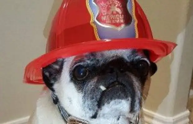 The pugs found the plug on fire