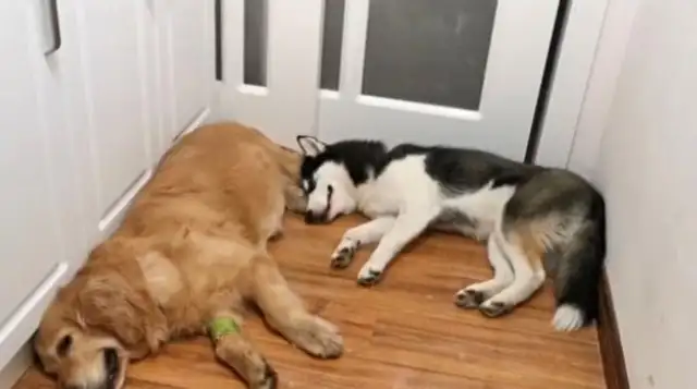 You find a sick blond hair, and when you're well, the master asks for a dog