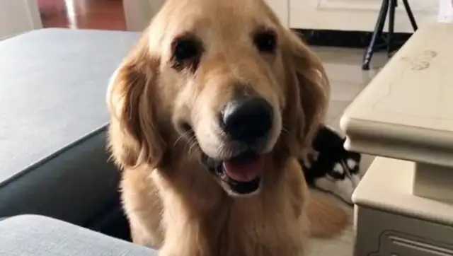 You find a sick blond hair, and when you're well, the master asks for a dog