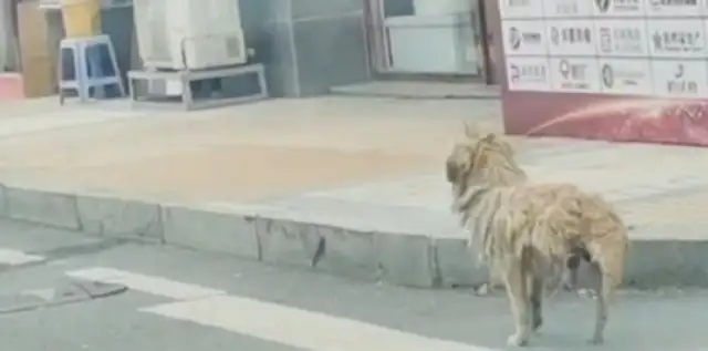 There's a walking dog with a lame leg and a simple home, and the dog's all over his back