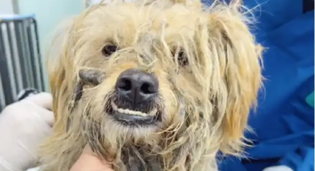 There's a walking dog with a lame leg and a simple home, and the dog's all over his back