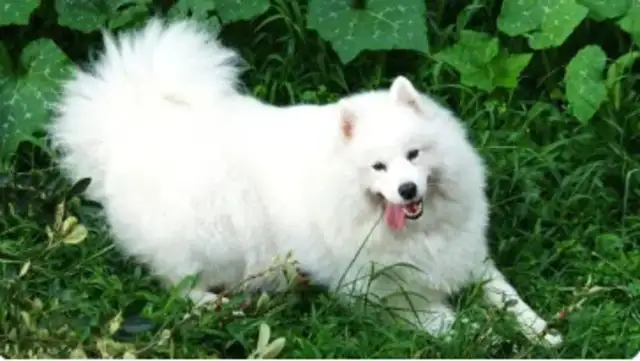 A community in Zhengzhou is completely forbidden to have dogs: if they don't leave before the 30th, they'll be taken care of
