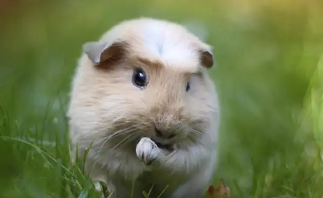 How long is Dutch pig life? Under various conditions