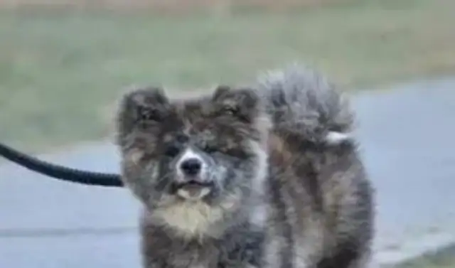 China's most violent dog. The hideout didn't look much in front of it