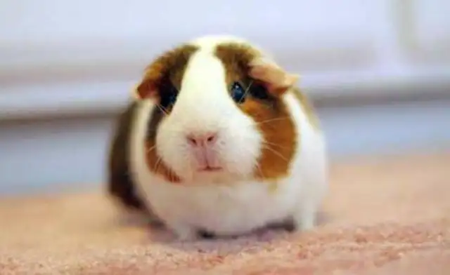 How long is Dutch pig life? Under various conditions