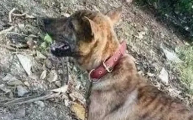 China's most violent dog. The hideout didn't look much in front of it