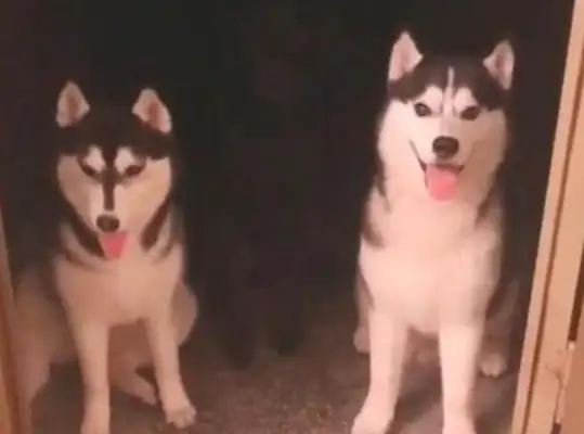 There's a hole in the middle of the two blond hairs, and it's clear to the netizens that there was a black dog