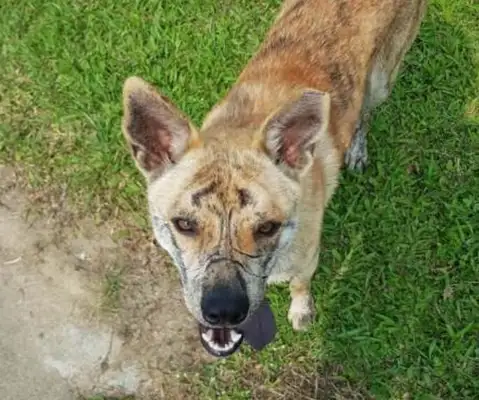 A stray dog with a "tiger tattoo" hanged on a tree, leaving marks on his body