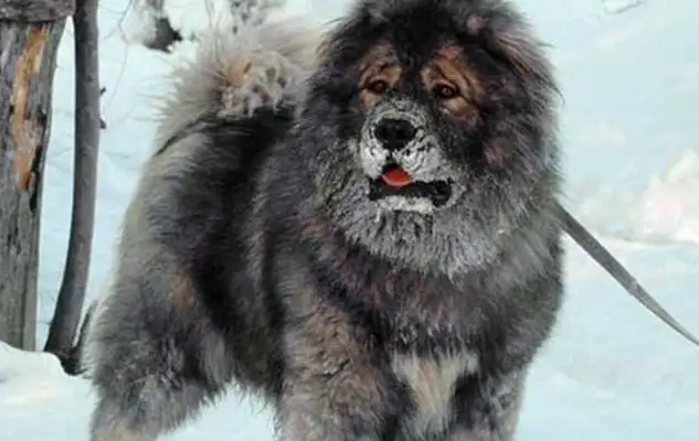 The world's most violent dog. He's more than 300 pounds