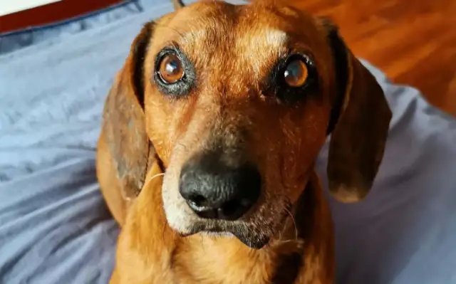 The pet dog was eaten, and it was too painful! The killer is..