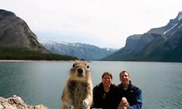 The pets are professional, and the owners of the cameras are more glamorous than the dogs