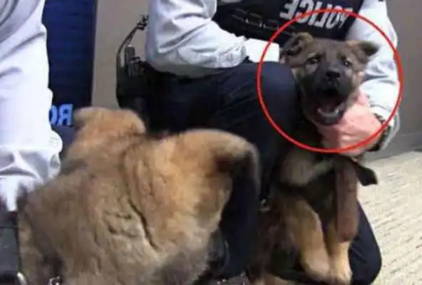 It's the first time a police dog's been on duty, he's pissed his pants