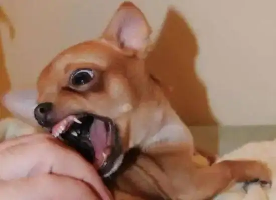 The boys are playing with strange dogs and getting bitten. Everybody laughs