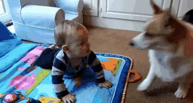 The boys are playing with strange dogs and getting bitten. Everybody laughs