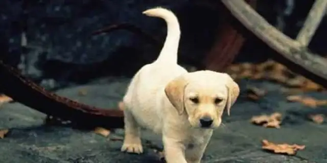 The master played with the golden hair, saw a stray dog with tears and knew why the master was shocked