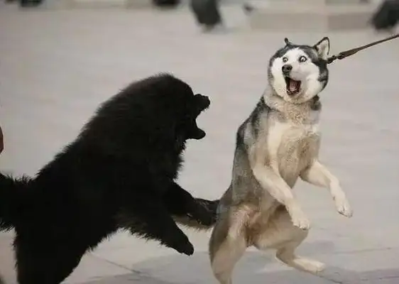 The boys are playing with strange dogs and getting bitten. Everybody laughs
