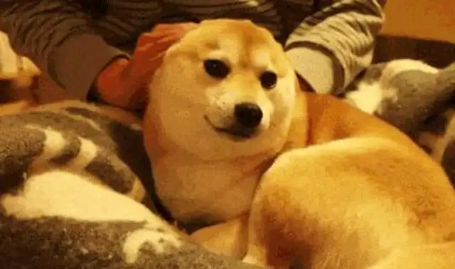 The boys are playing with strange dogs and getting bitten. Everybody laughs