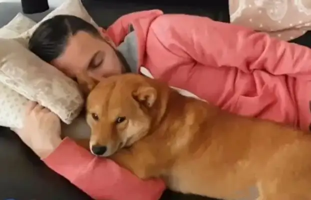 As soon as the master came home from work, the dog turned into a ointment