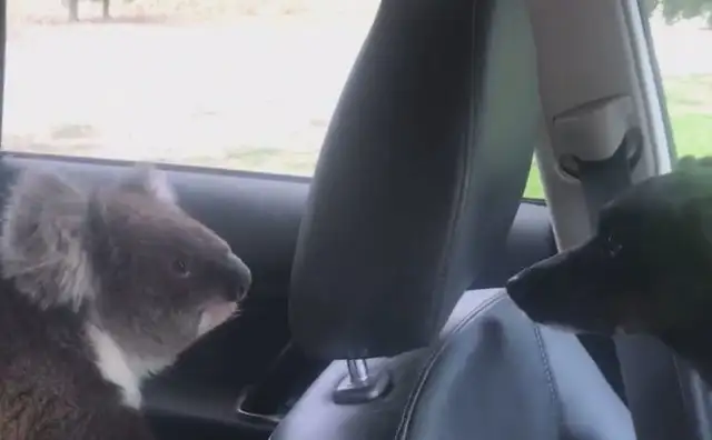 The tailless bear and the dog stare at each other