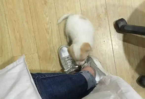 The little milk dog's ham was taken by the owner, and he looks like he's having a hard time