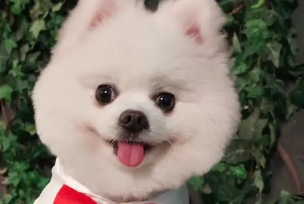 He's a good host to someone else's house, and he beats his dog to death