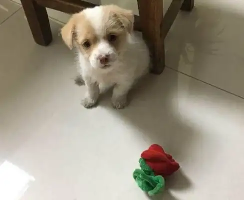 The little milk dog's ham was taken by the owner, and he looks like he's having a hard time