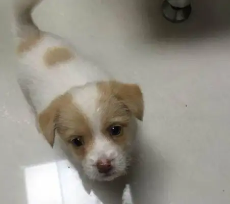 The little milk dog's ham was taken by the owner, and he looks like he's having a hard time