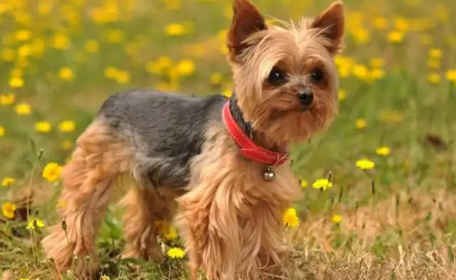 The dog traveled for four years with a chip and a crowd to get back to his master