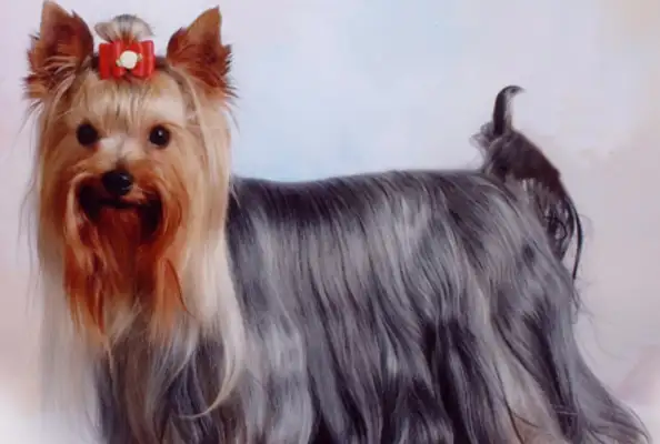 The dog traveled for four years with a chip and a crowd to get back to his master