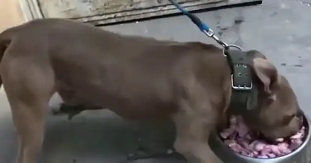 Master interrupts the Beagle's meal