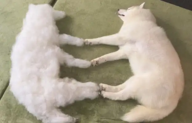The master used the hair of the dog and made a dog look