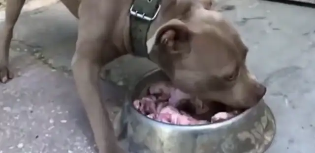 Master interrupts the Beagle's meal