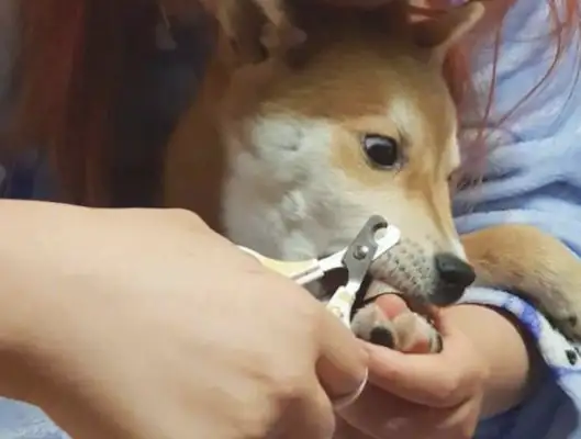The master cut his fingernails, and his face turned over: