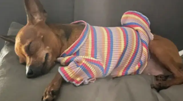 The dog was hit by a car across the street