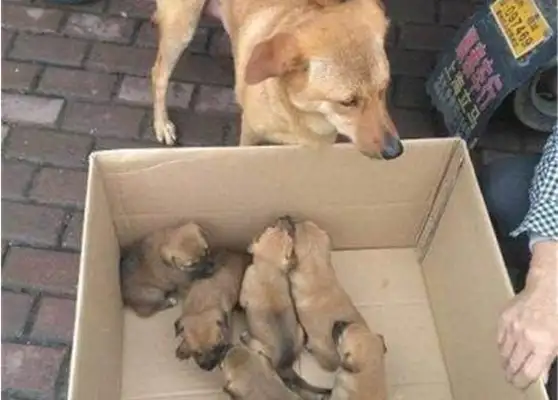 I've been accused of selling dogs