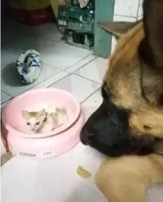 A woman picks up a cat and the dog puts it in the kitchen