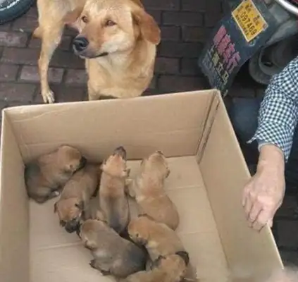 I've been accused of selling dogs