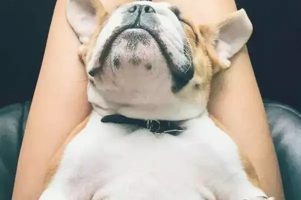 There's a feeling that the best people who have pet dogs understand
