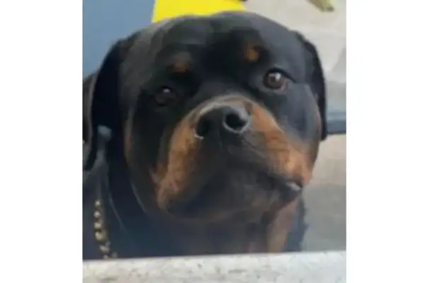 Dogs bite ducks on motorcycles and are stopped by their owners and turn around: Can't they play