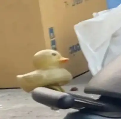 Dogs bite ducks on motorcycles and are stopped by their owners and turn around: Can't they play