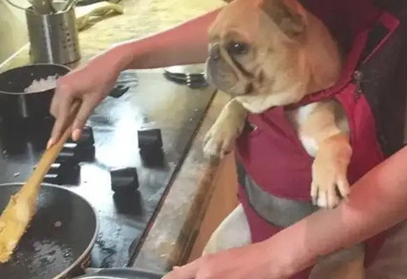 There's a feeling that the best people who have pet dogs understand