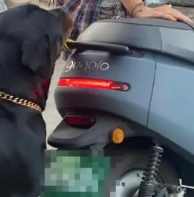 Dogs bite ducks on motorcycles and are stopped by their owners and turn around: Can't they play