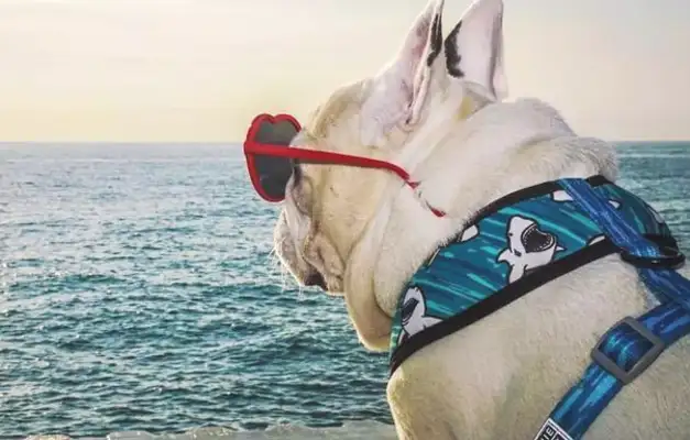 There's a feeling that the best people who have pet dogs understand
