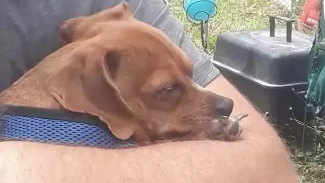 The dog was lying in the hospital bed crying and he didn't want to leave