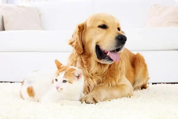 Cat and dog holiday, empty young man's wallet: $500 for beauty, thousands for pictures