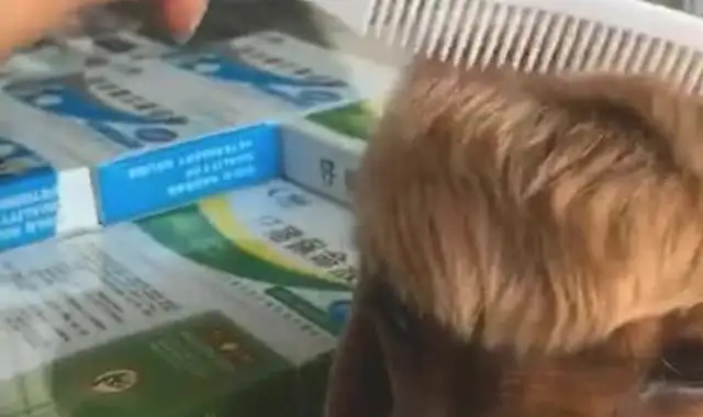 I can't believe it's getting worse when a woman trims a dog's hair