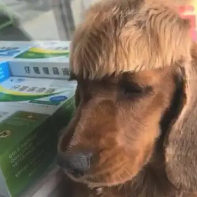 I can't believe it's getting worse when a woman trims a dog's hair