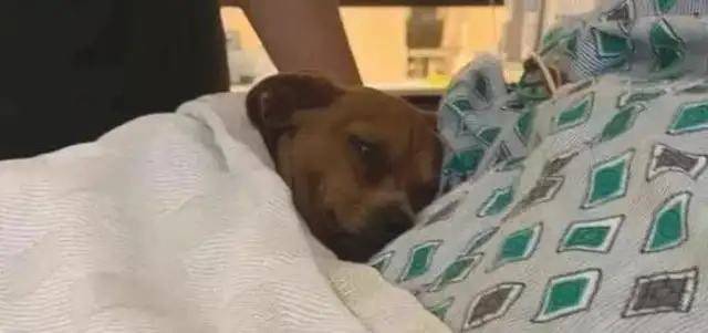 The dog was lying in the hospital bed crying and he didn't want to leave