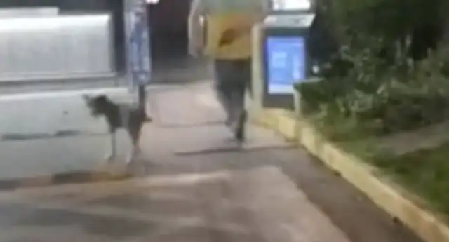 The untied dog bit the kid. The owner took the dog and ran away